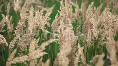 谷类植物特写：有草和耳麦、小麦或其他的田野